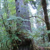 Review photo of Hoh Rain Forest - Olympic National Park by Rachel B., August 9, 2016