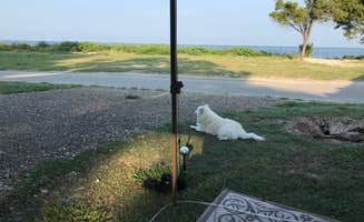 Darcy S.'s photo of camping with pets at Sun Outdoors Cape Charles near Cheriton, VA