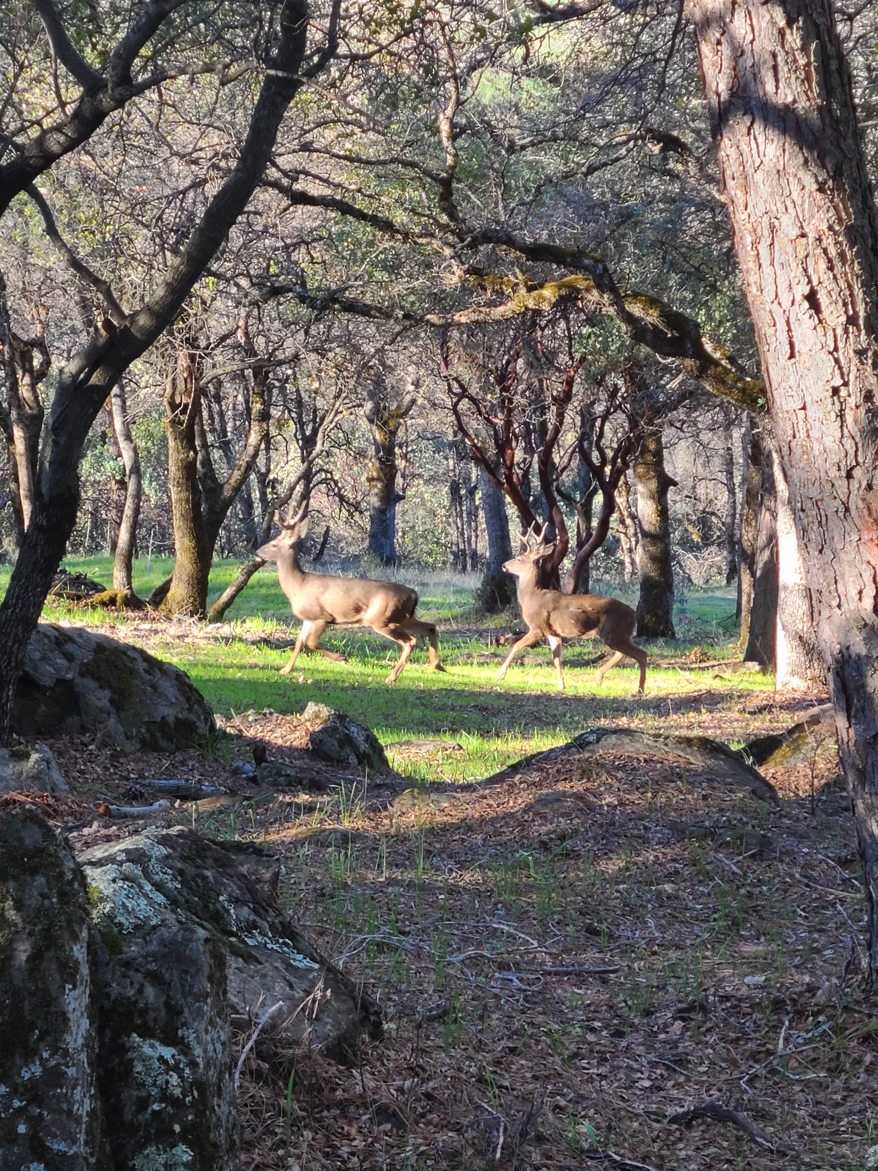 Camper submitted image from Manzanita Rock Meadow - 1