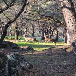 Manzanita Rock Meadow