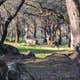 Manzanita Rock Meadow