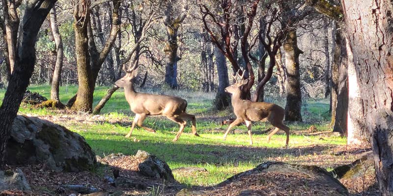 Camper submitted image from Manzanita Rock Meadow