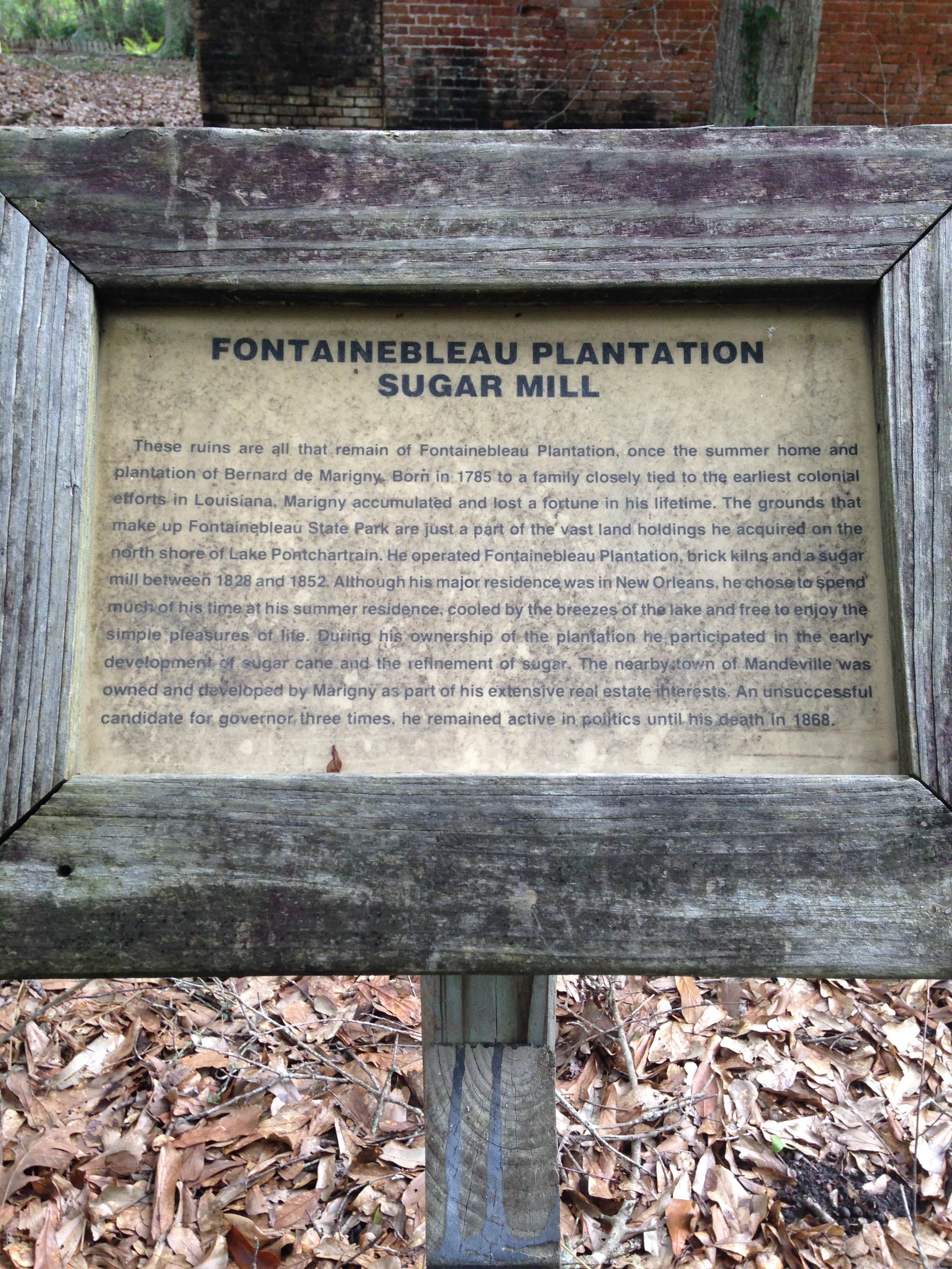 Camper submitted image from Fontainebleau State Park Campground - 5