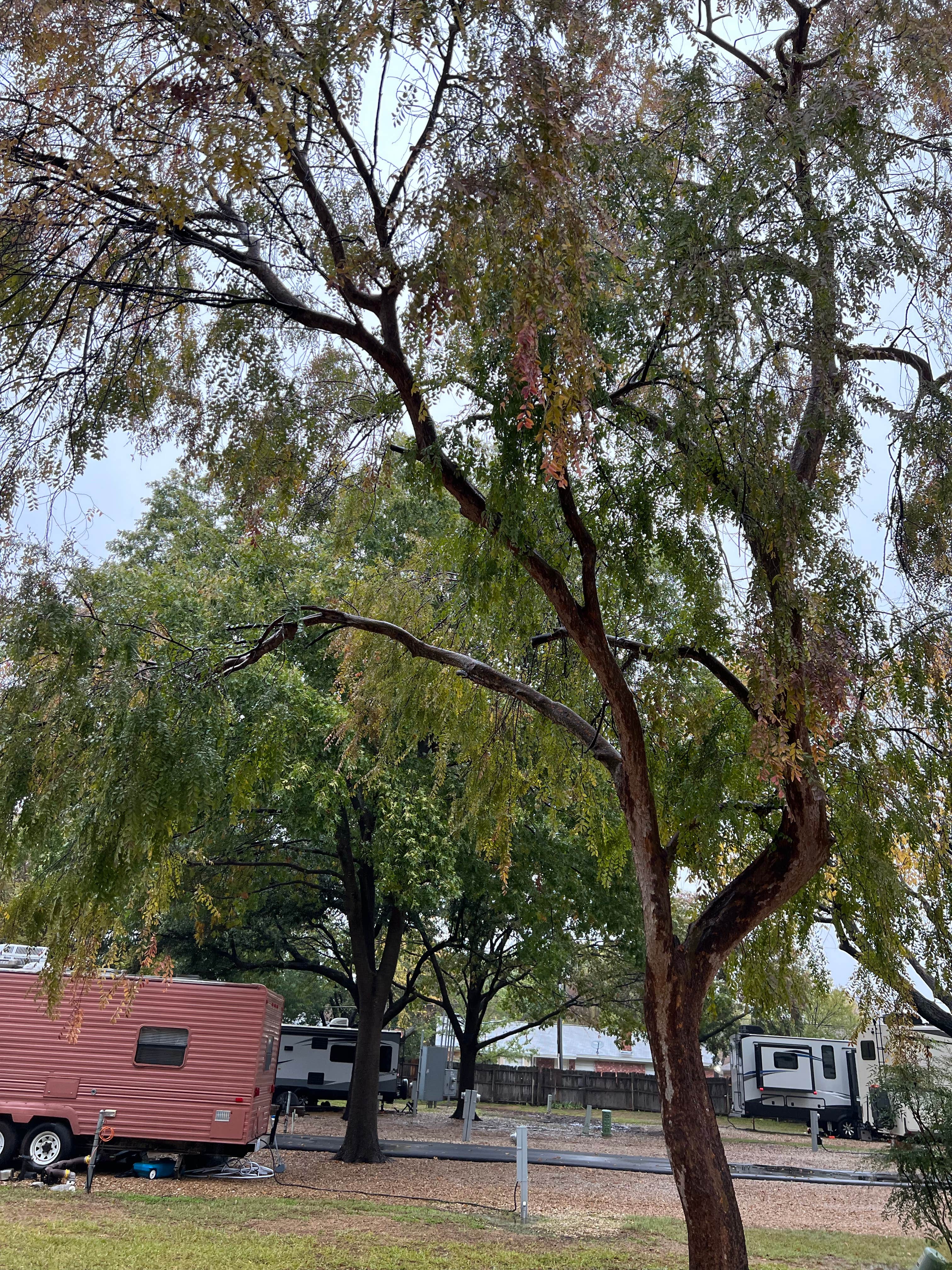 Camping near DFW Mid-Cities RV Park: Treetops RV Resort, Arlington, Texas