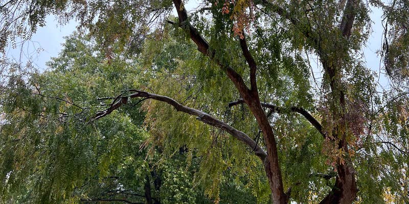 Camper submitted image from Treetops RV Resort