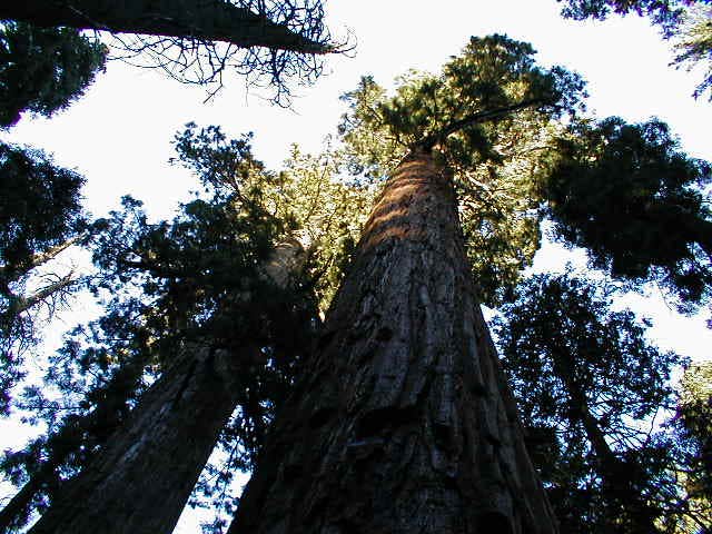 Camper submitted image from Cold Springs Campground — Sequoia National Park - 2