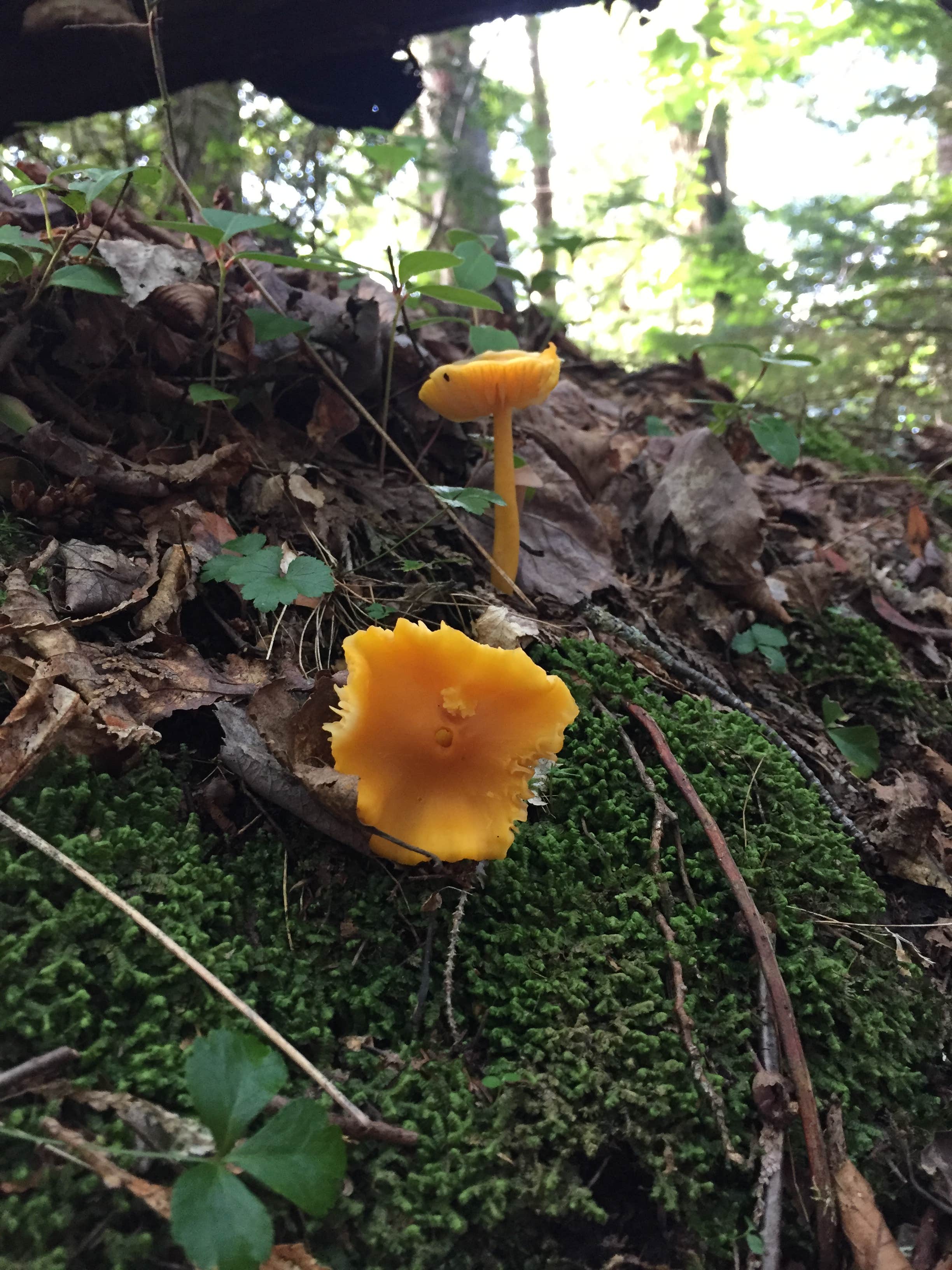 Gorgeous fungi and moss.  