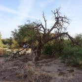 Review photo of Furnace Creek Campground — Death Valley National Park by Stephanie T., July 31, 2016