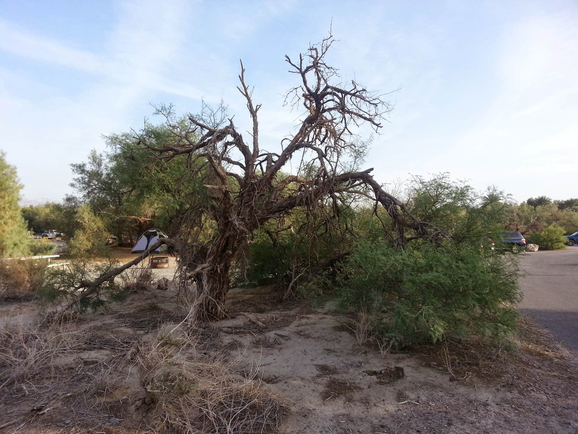 Camper submitted image from Furnace Creek Campground — Death Valley National Park - 2