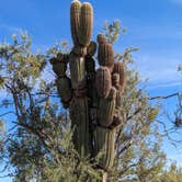 Review photo of Gunsight Wash BLM Dispersed camping atea by Greg L., December 26, 2020