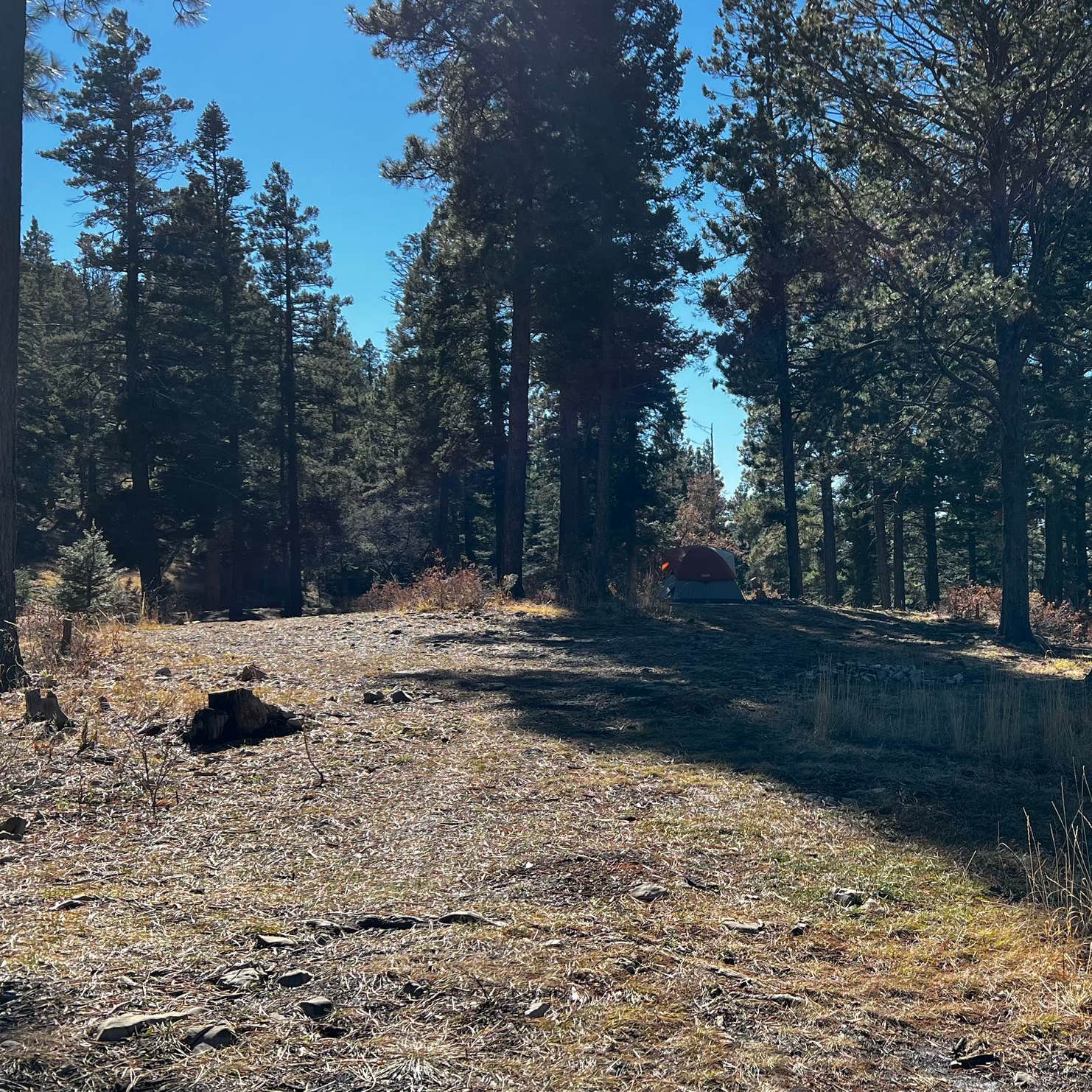 Forest Road 568 Dispersed Camping Cloudcroft, NM