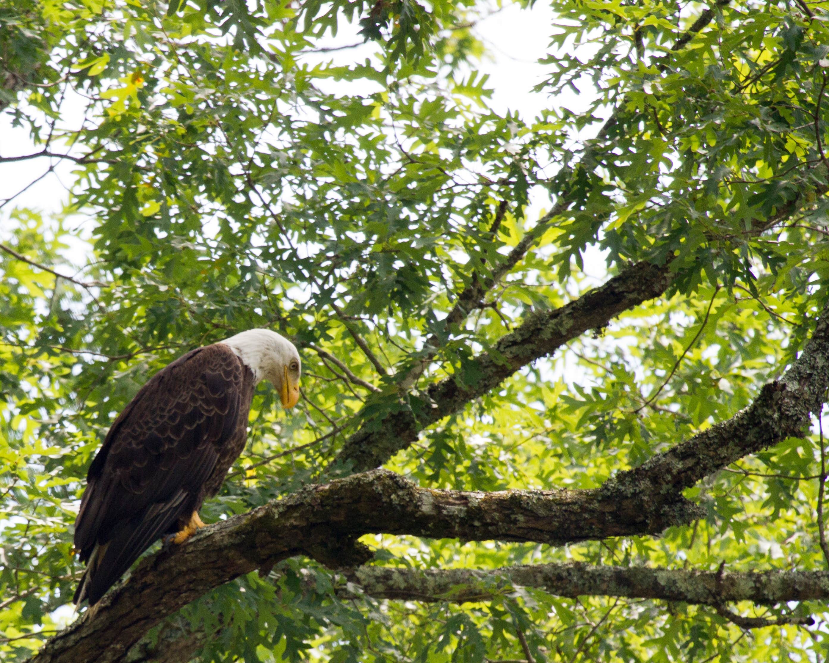 Camper-submitted photo at Townsend-Great Smokies KOA near Townsend, TN