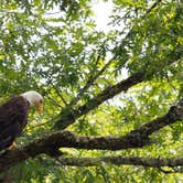 Review photo of Townsend-Great Smokies KOA by Matthew C., September 21, 2018