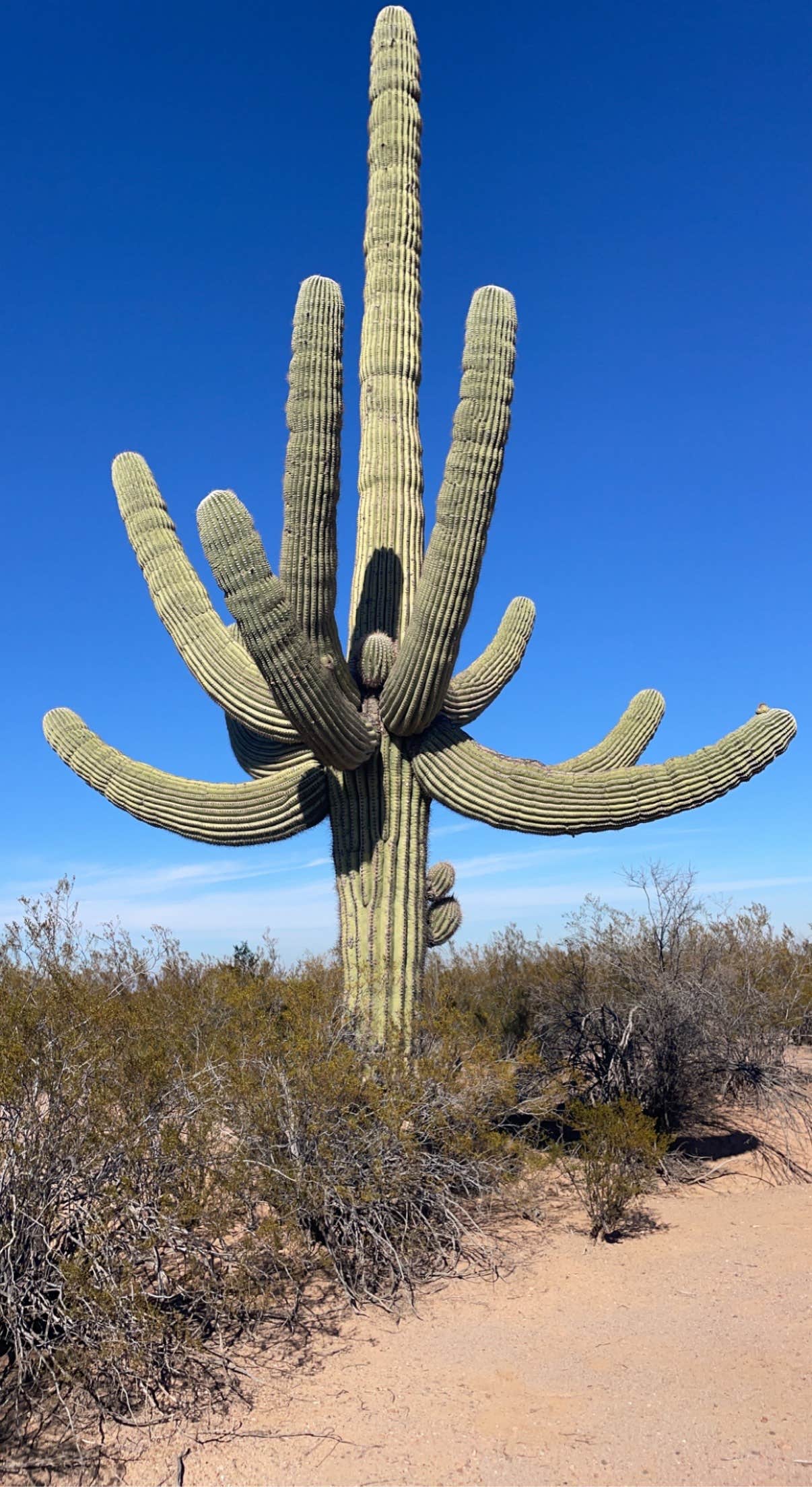 Camping near Cactus Forest Dispersed: AZ State Land North Pump Station Road Dispersed, Marana, Arizona
