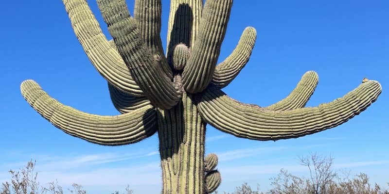 Camper submitted image from AZ State Land North Pump Station Road Dispersed