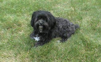 Allison L.'s photo of camping with pets at Chute Pond Park near Shawano, WI
