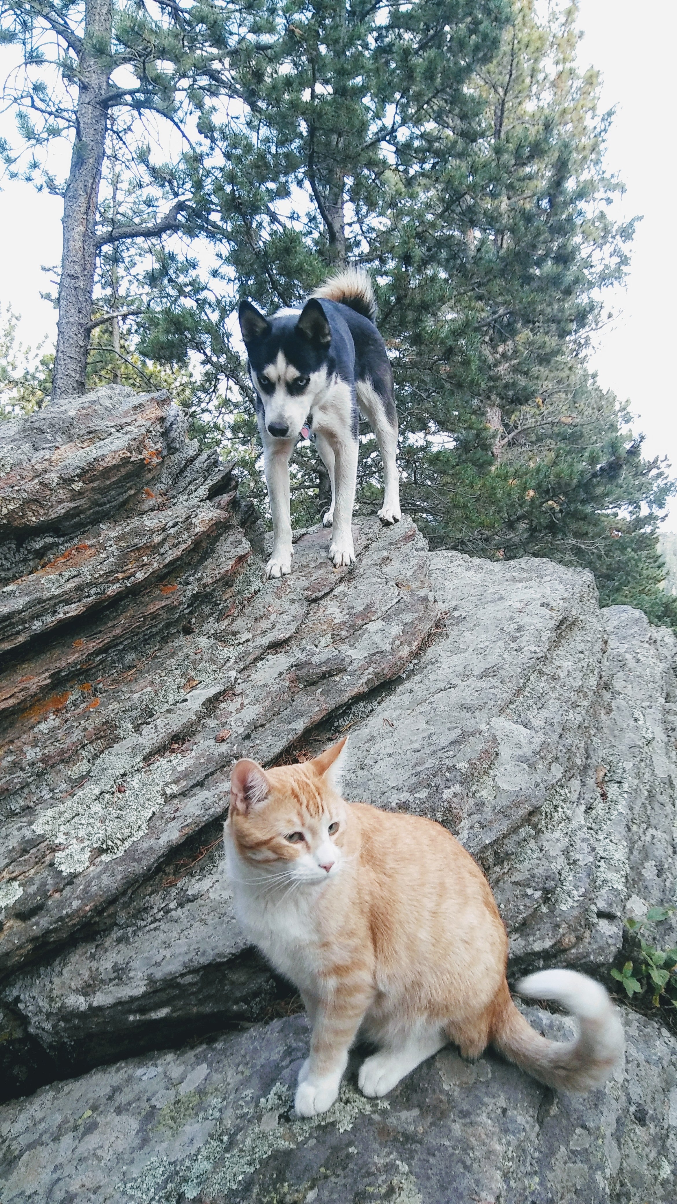 Our cat & pup playing on the boulders near campsite 13