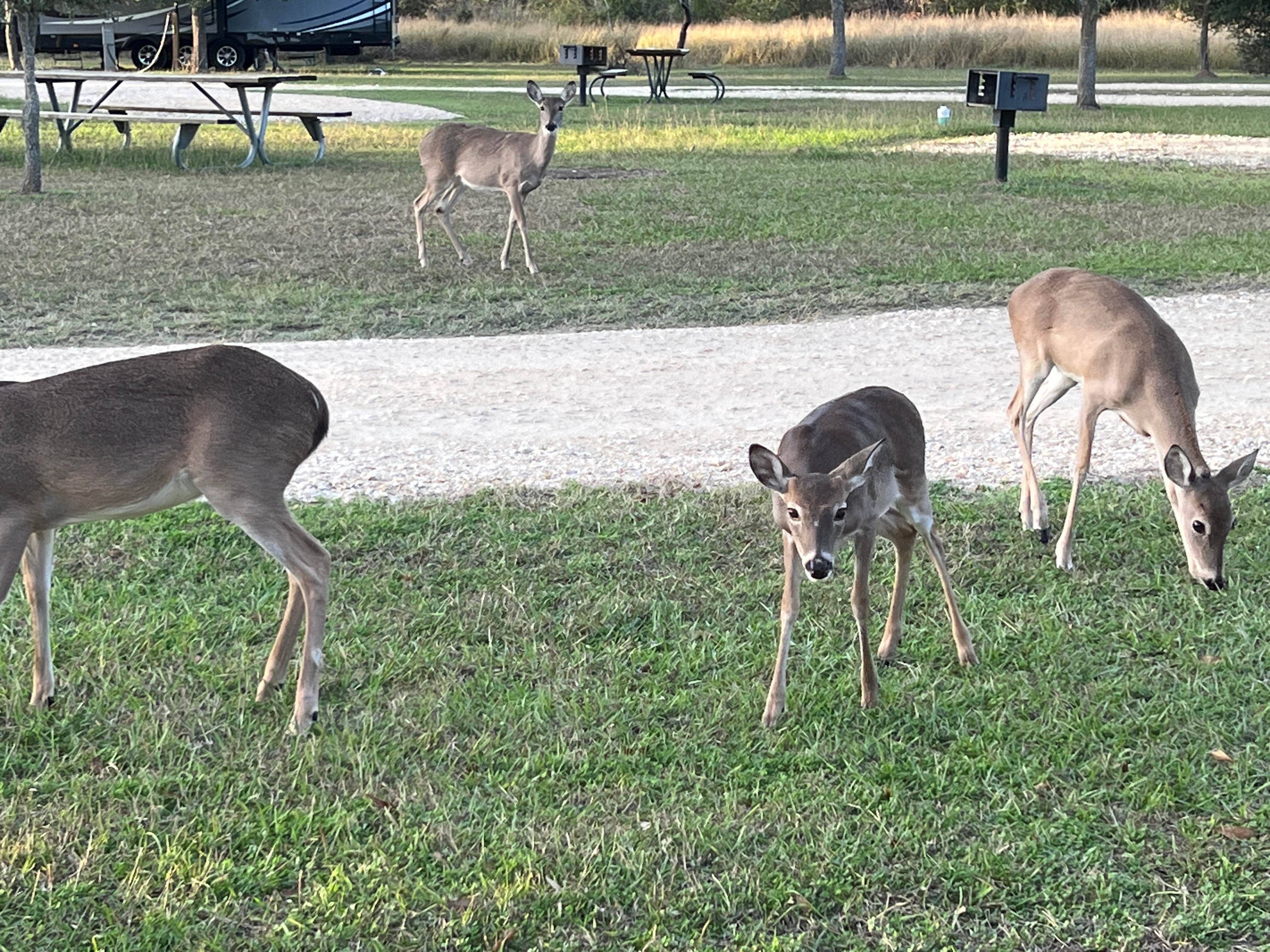 Camper submitted image from Coleto Creek Reservoir and Park Guadalupe-Blanco River Auth - 3