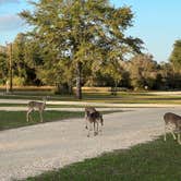 Review photo of Coleto Creek Reservoir and Park Guadalupe-Blanco River Auth by Napunani , December 14, 2022