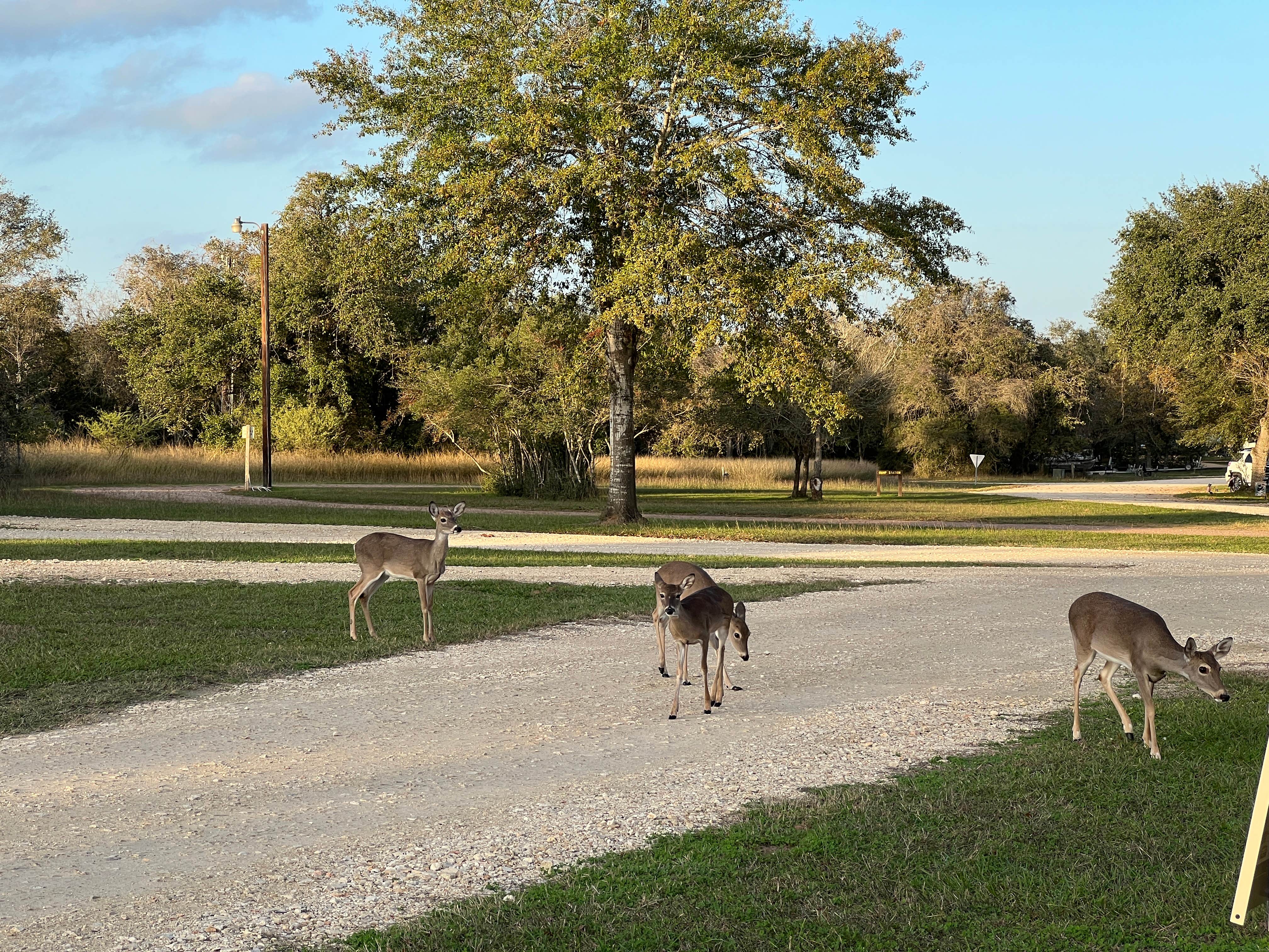 Camper submitted image from Coleto Creek Reservoir and Park Guadalupe-Blanco River Auth - 2