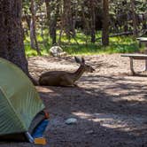 Review photo of Tuolumne Meadows Campground — Yosemite National Park by Darrin L., August 10, 2016