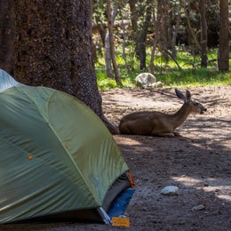 Public Campgrounds: Tuolumne Meadows Campground — Yosemite National Park