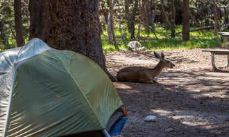 Tuolumne Meadows Campground - TEMP CLOSED through 2023