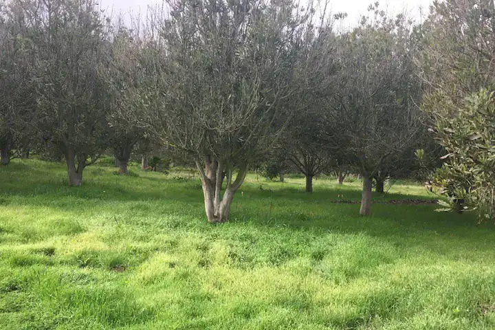 Camper-submitted photo at Morning Song Farm Glamping near Murrieta, CA