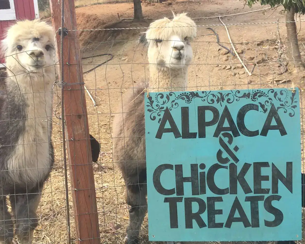 Camper-submitted photo at Morning Song Farm Glamping near Murrieta, CA