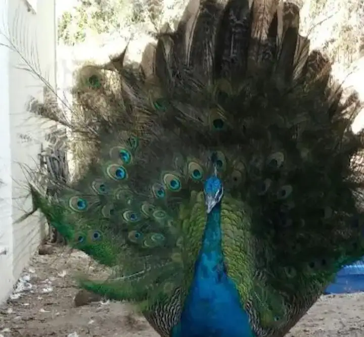 Camper-submitted photo at Morning Song Farm Glamping near Murrieta, CA