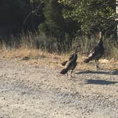 Review photo of Baker Creek Campground — Great Basin National Park by Liv L., September 22, 2018