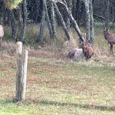 Review photo of Nehalem Bay State Park Campground by Kelly H., December 15, 2022