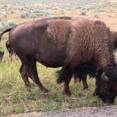 Review photo of Juniper Campground — Theodore Roosevelt National Park by Deborah C., September 22, 2018