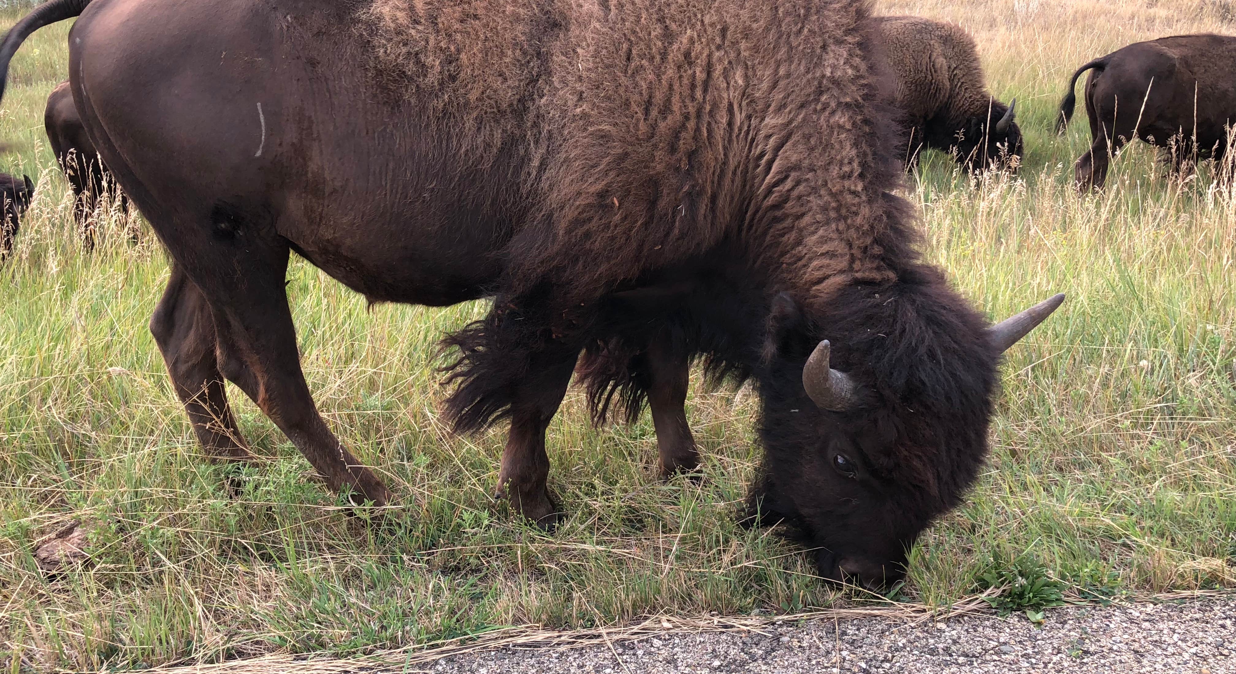 Bison grazing at a Roadside Stop Near Juniper Campground in Theodore Roosevelt National Park