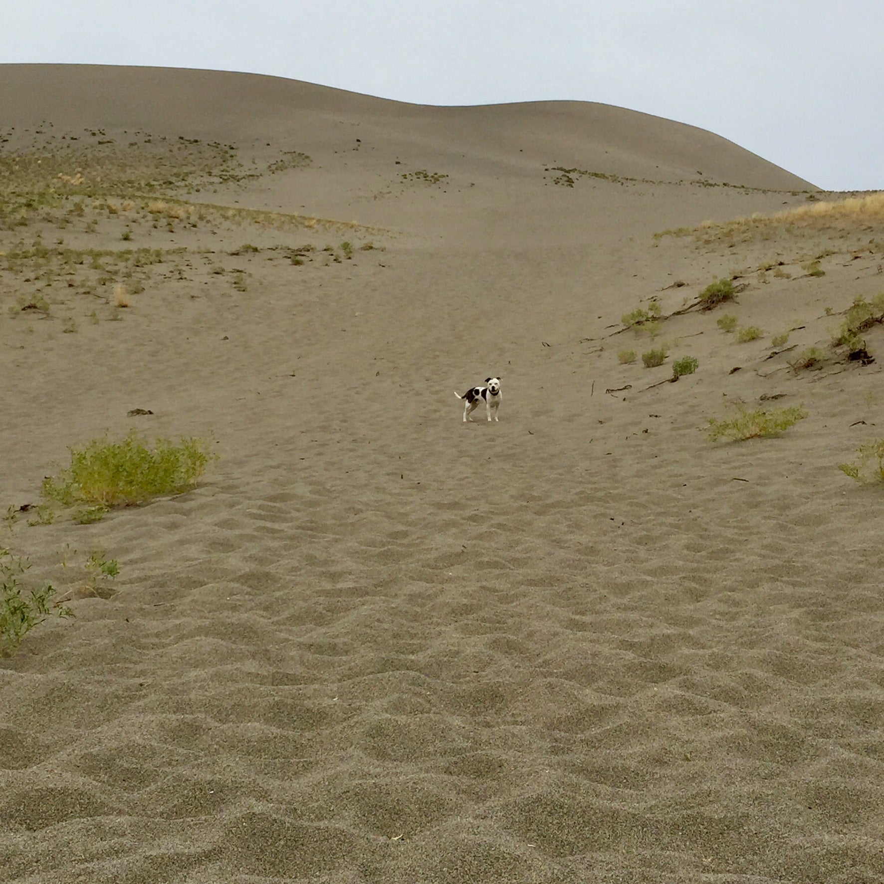 Camper submitted image from Bruneau Dunes State Park Campground - 2