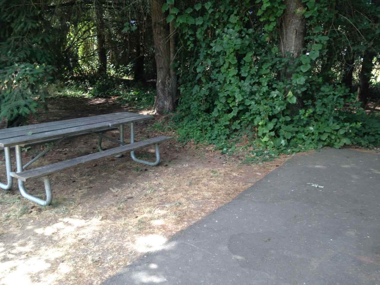 Camper submitted image from Armitage Park & Campground - a Lane County Park - 5