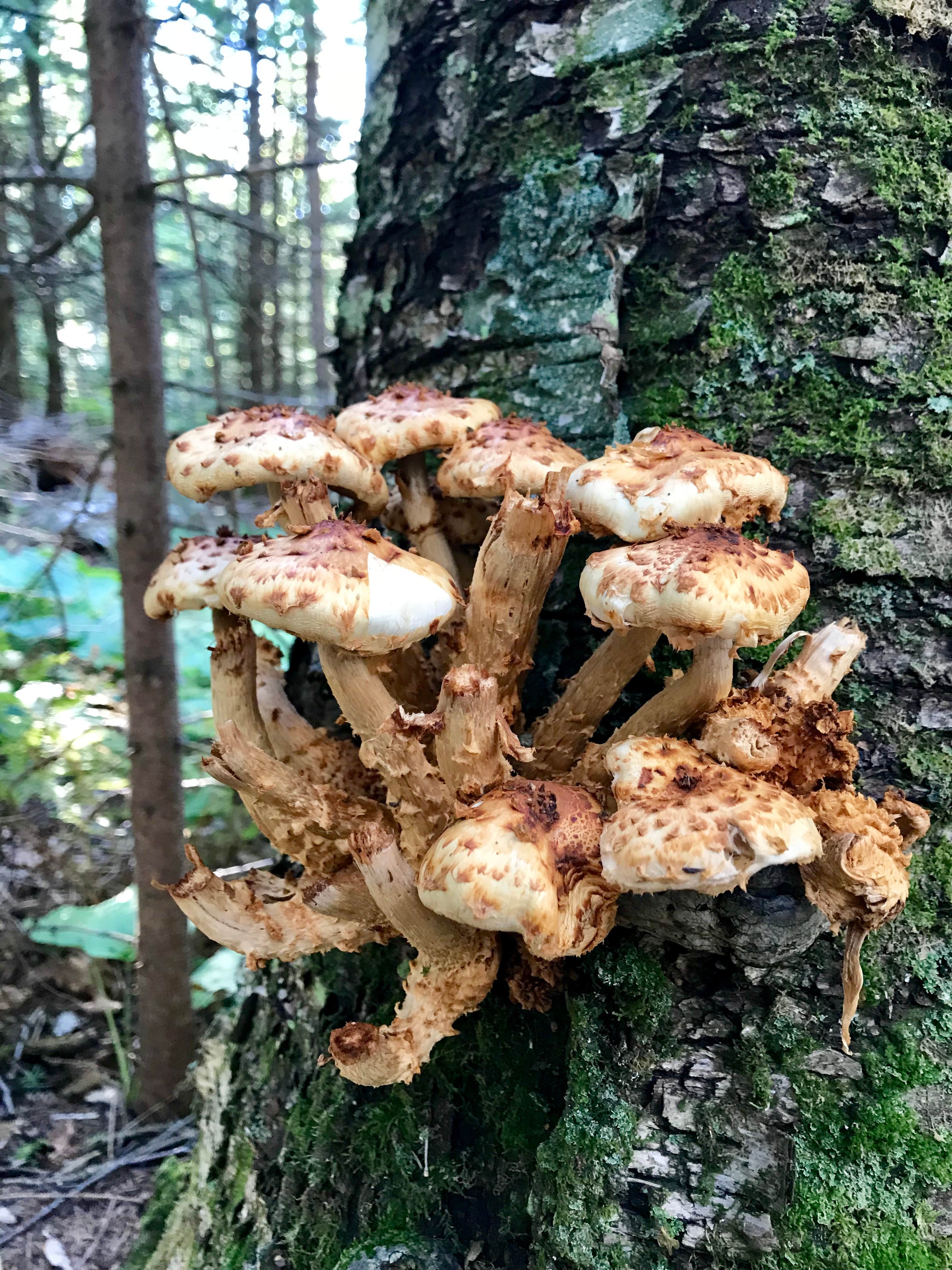 Camper submitted image from Durfee Creek, Superior Hiking Trail - 2