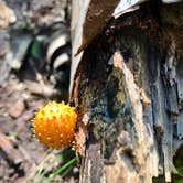 Review photo of Durfee Creek, Superior Hiking Trail by Steph H., September 23, 2018