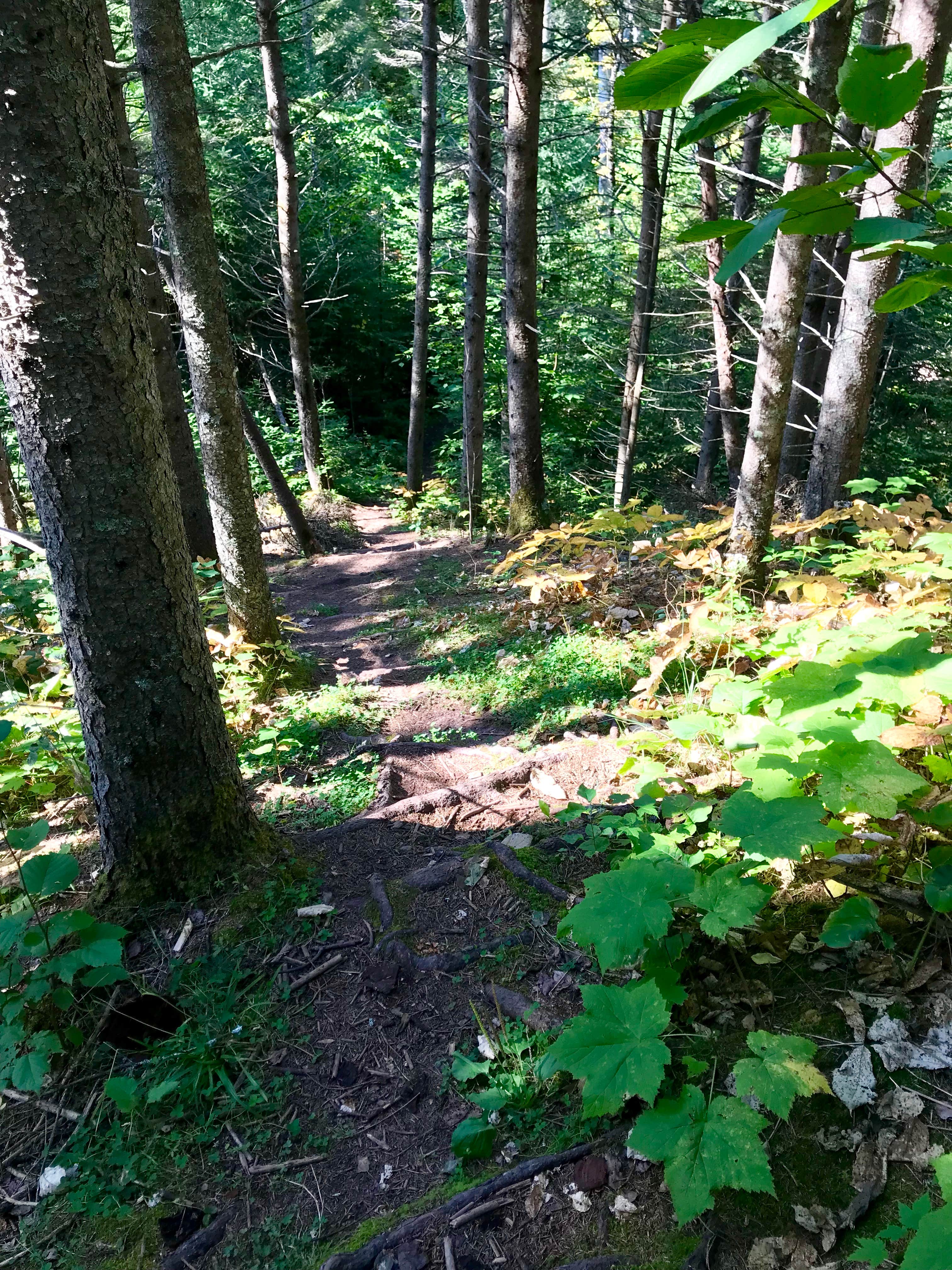 Camper submitted image from Cliff Creek, Superior Hiking Trail - 2