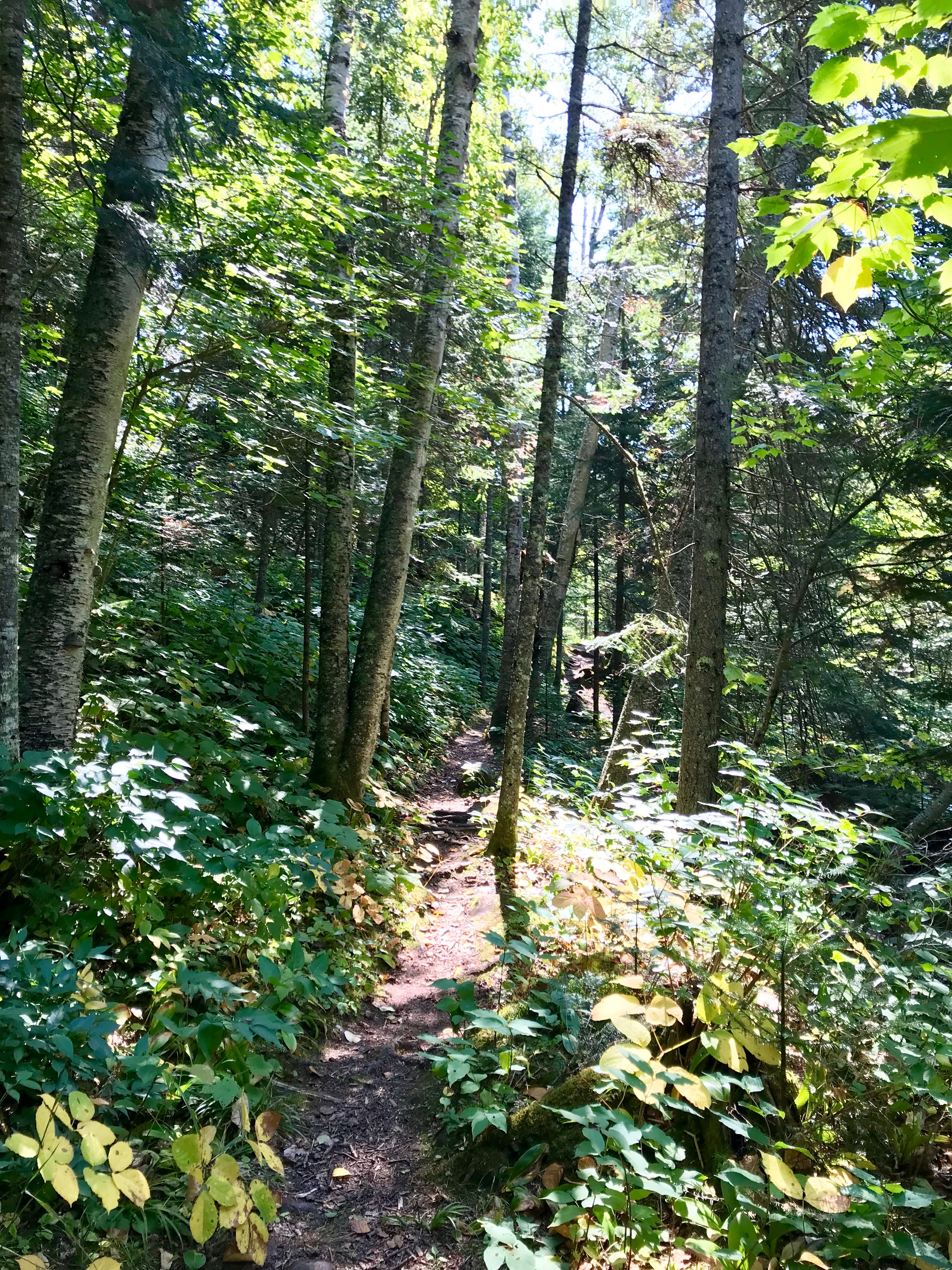 Camper submitted image from Kimball Creek, Superior Hiking Trail - 2