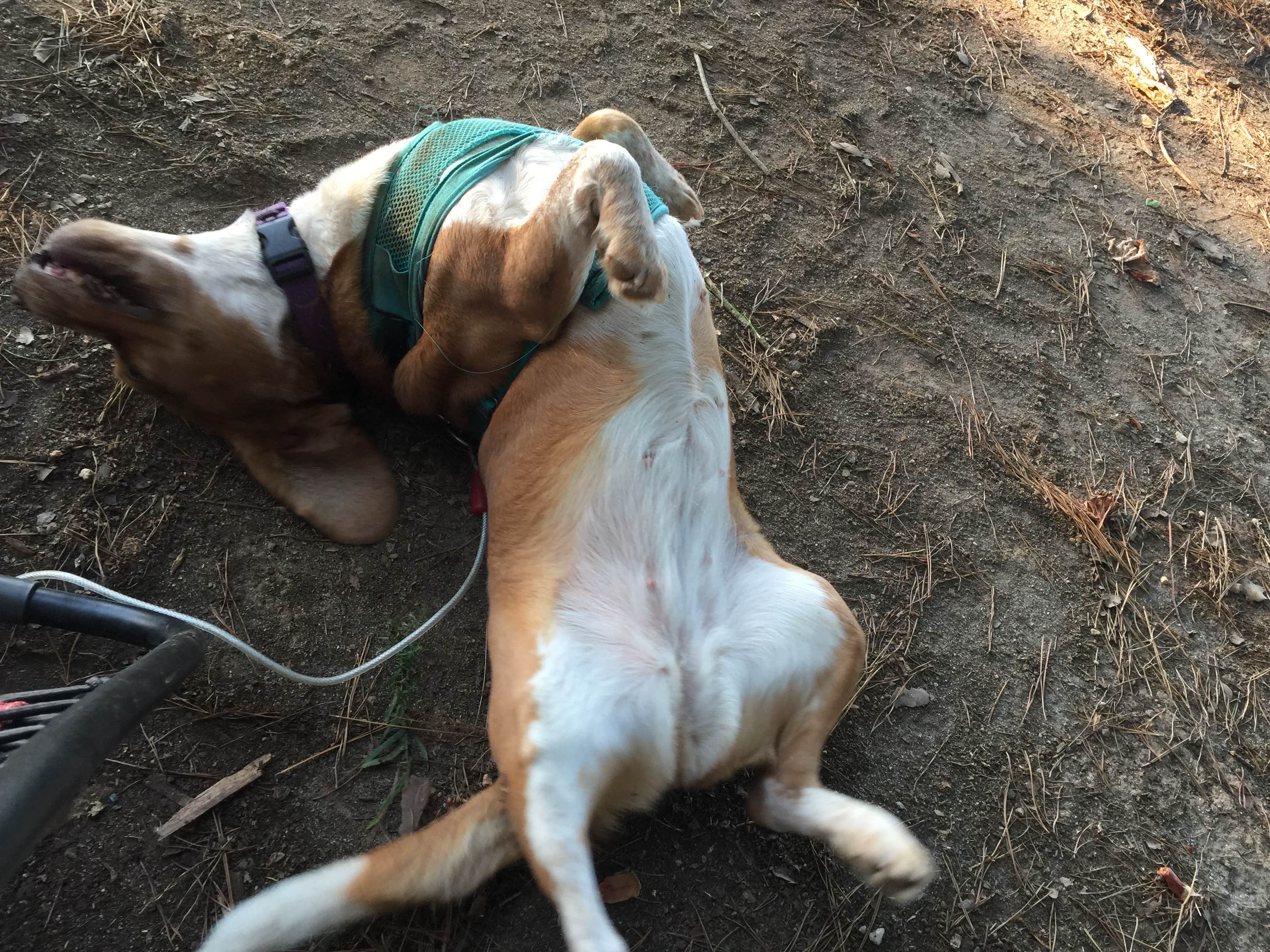 Maethea R.'s photo of camping with pets at Bald Ridge Creek near Buford, GA