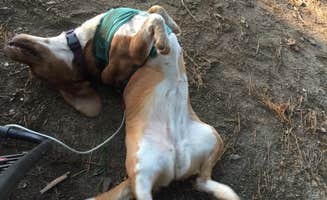 Maethea R.'s photo of camping with pets at Bald Ridge Creek near Buford, GA