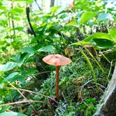 Review photo of Crow Creek, Superior Hiking Trail by Steph H., September 23, 2018