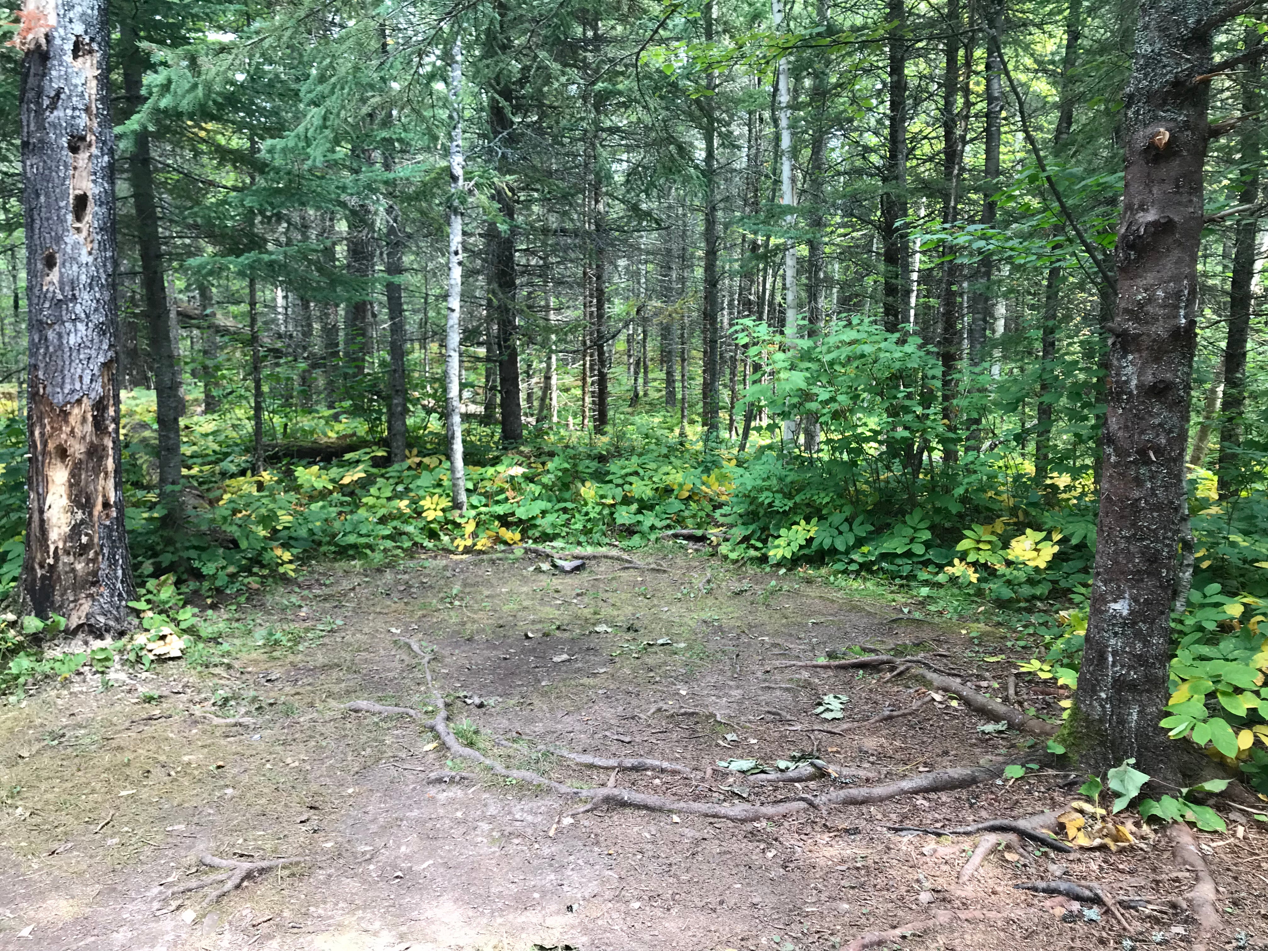 Camper submitted image from North Little Brule River, Superior Hiking Trail - 3