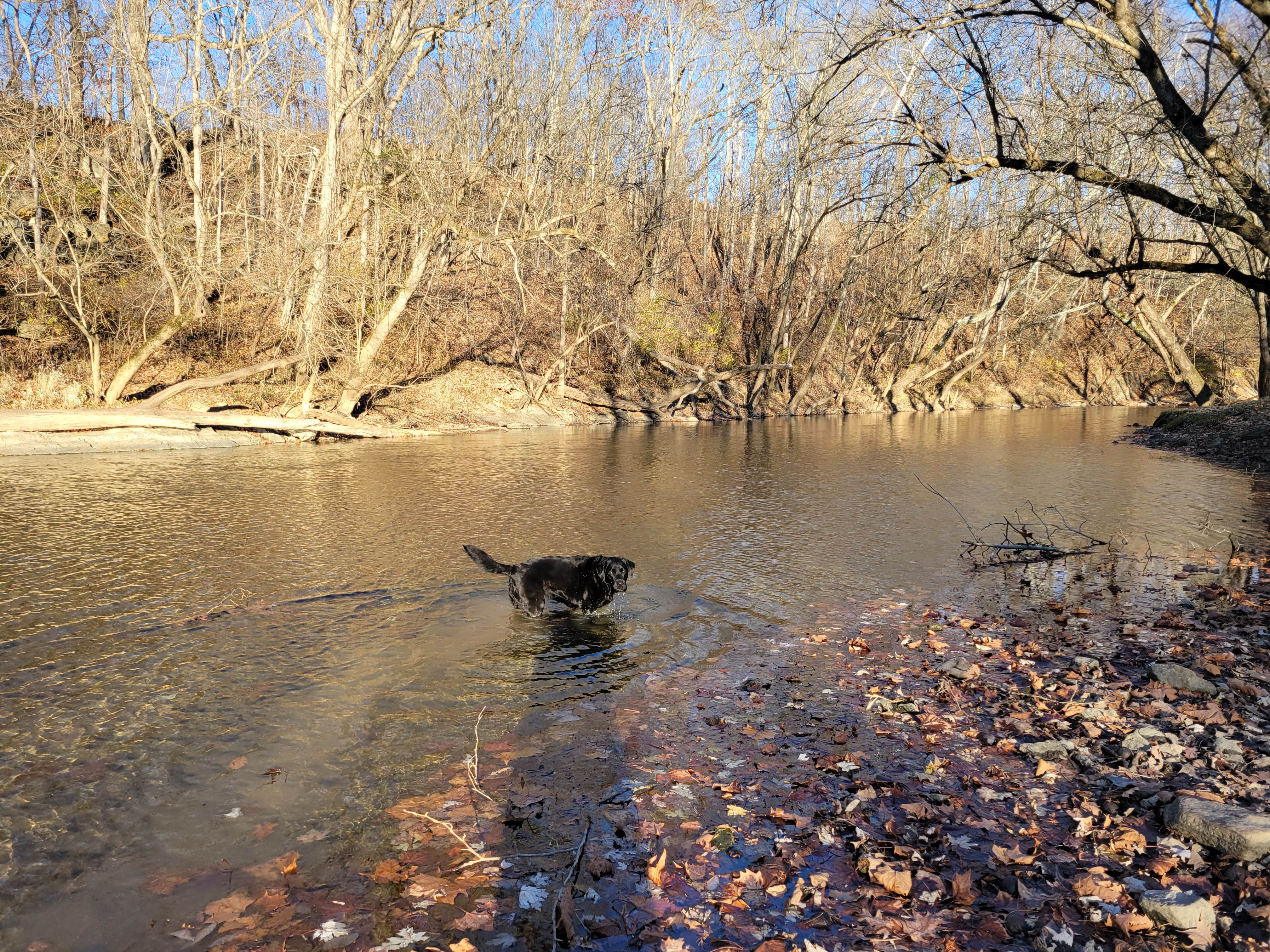 Nancy W.'s photo of camping with pets at Pioneer Village near Cana, VA