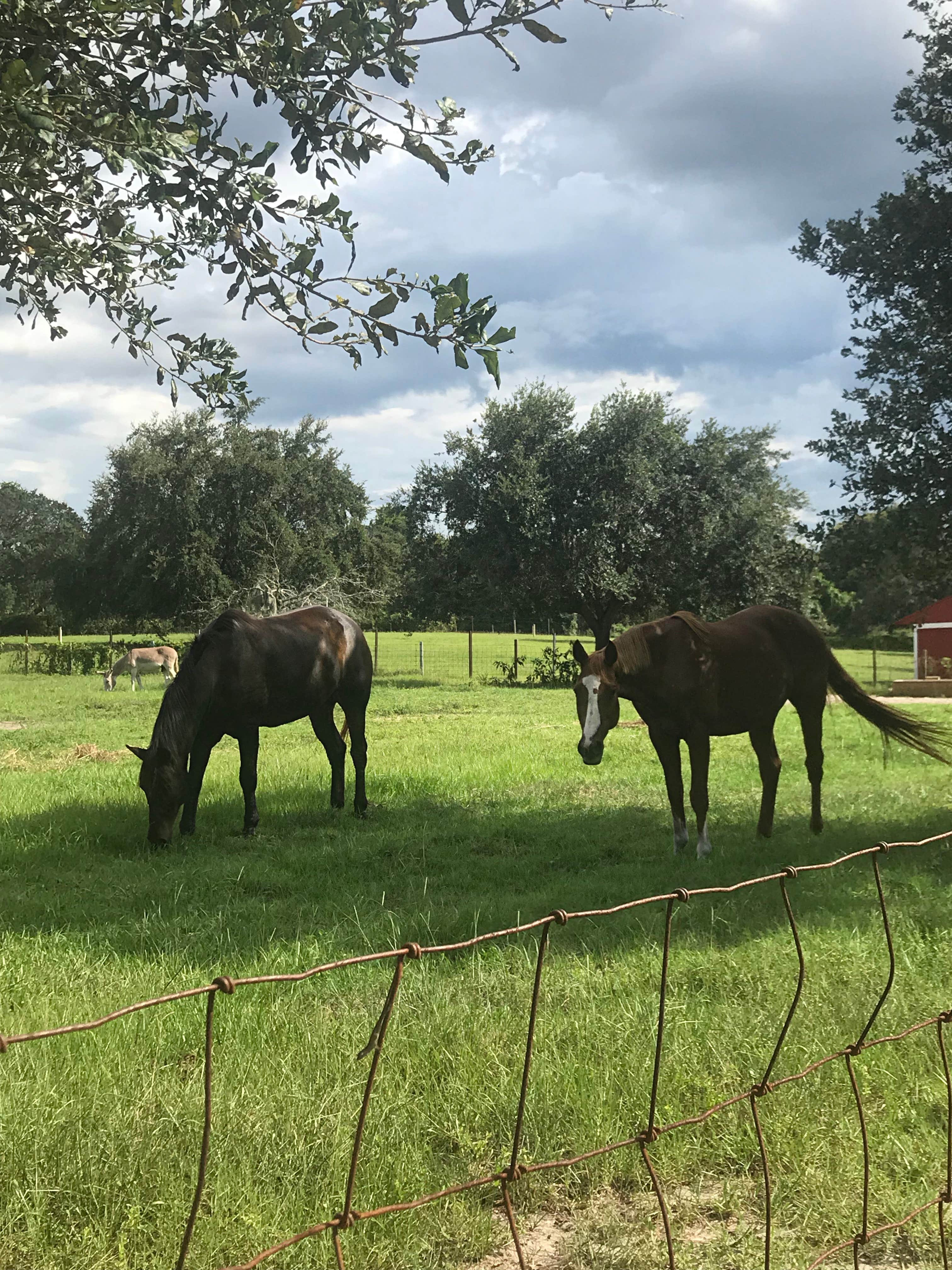 Camper-submitted photo at Bill Frederick Park at Turkey Lake near Windermere, FL