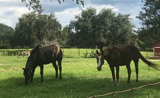 Kelsey G.'s photo of camping with a horse at Bill Frederick Park at Turkey Lake near Lacoochee, FL