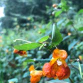 Review photo of Worthington State Forest Campground — Delaware Water Gap National Recreation Area by Fransheska A., September 23, 2018