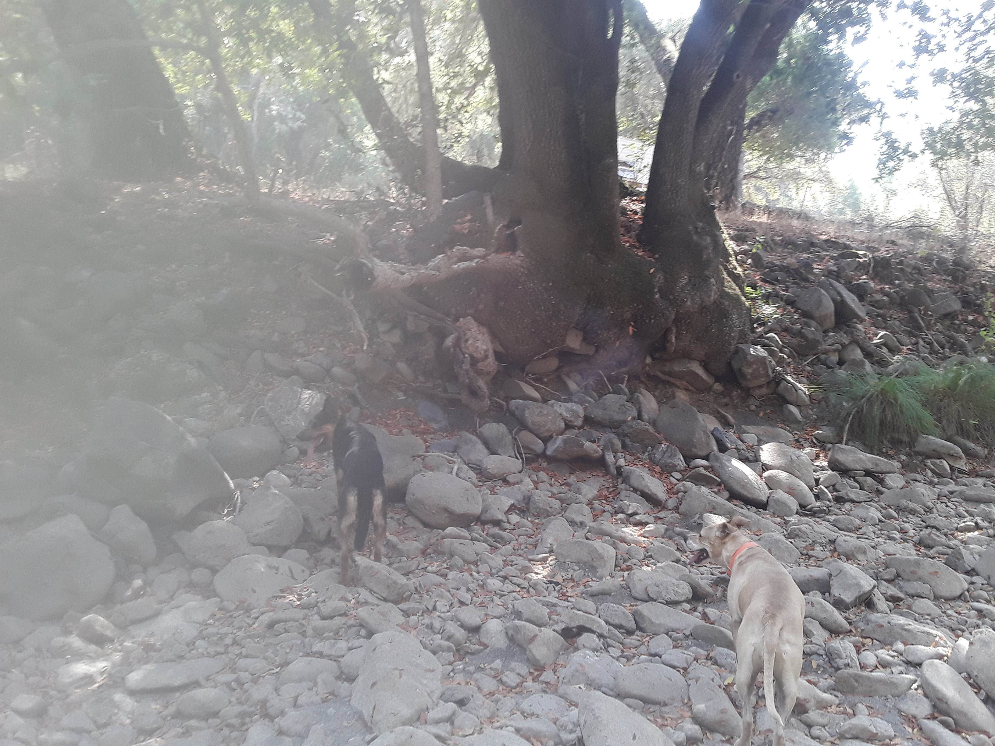 Sarah D.'s photo of camping with pets at Earth's Skirt LLC near Cambria, CA