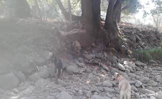 Sarah D.'s photo of camping with pets at Earth's Skirt LLC near Coalinga, CA